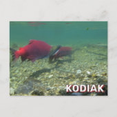 Sockeye Lachs in Kodiak, Alaska Postkarte (Vorderseite)