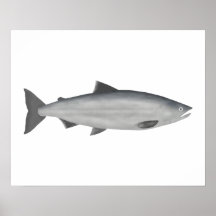 Sockeye Lachs - Phase des Ozeans