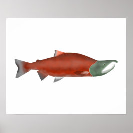 Sockeye Lachs - Phase Poster
