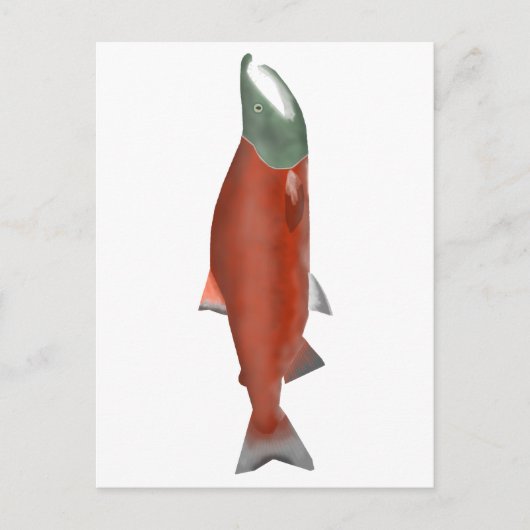 Sockeye Lachs - Phase Postkarte (Vorderseite)