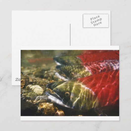 Sockeye Lachs Postkarte (Vorne/Hinten)