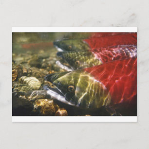 Sockeye Lachs Postkarte