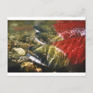 Sockeye Lachs Postkarte