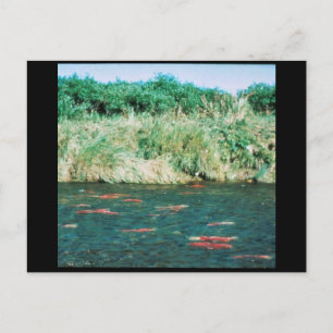 Sockeye Lachs Postkarte