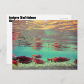 Sockeye Lachs Unterwasser Postkarte (Vorne/Hinten)