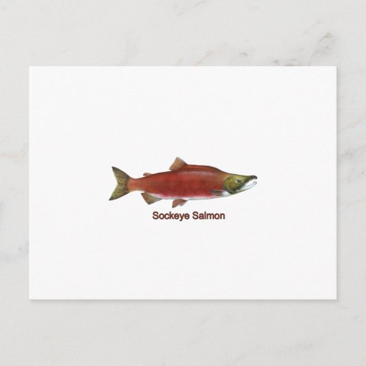 Sockeye - Roter Lachs (mit Titel) Postkarte (Vorderseite)