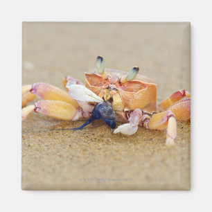 Sodwana Bucht, Kwazulu Natal Provinz, Süd Magnet