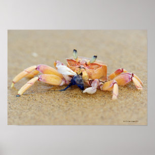 Sodwana Bucht, Kwazulu Natal Provinz, Süd Poster