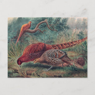 Soemmerings Fasan von Joseph Wolf Postkarte