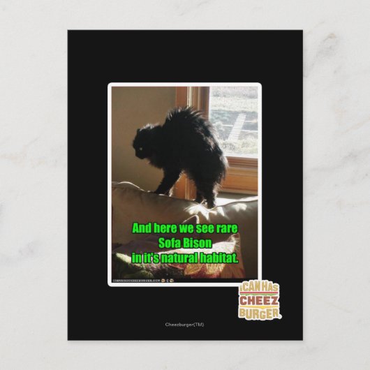 Sofa Bison Postkarte (Vorderseite)