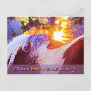 Sofi-Rückseite Postkarte