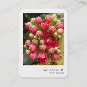 Sofortiges Foto - Kalanchoe-Blume und -Buds Visitenkarte