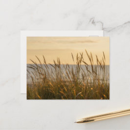 Soft beach grass, uplifting light message postkarte