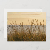 Soft beach grass, uplifting light message postkarte (Vorne/Hinten)