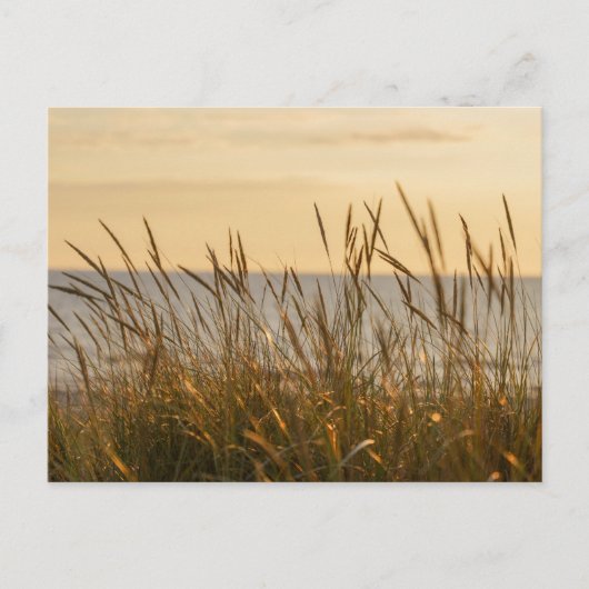 Soft beach grass, uplifting light message postkarte (Vorderseite)