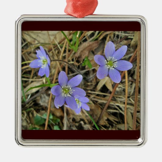 Soft Blue Hepatica Wildblume Ornament (Vorne)