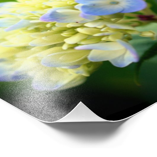 Soft Blue Hydrangea Blume Petals 8x10 Fotodruck (Ecke)
