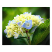 Soft Blue Hydrangea Blume Petals 8x10 Fotodruck (Vorne)