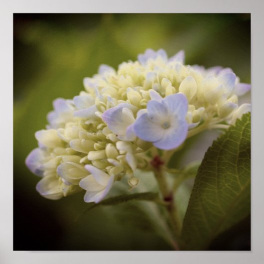 Soft Blue Hydrangea Blume Vintag Tint Poster (Vorne)