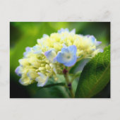Soft Blue Hydrangea Flower Photography  Postkarte (Vorderseite)