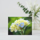 Soft Blue Hydrangea Flower Photography  Postkarte (Stehend Vorderseite)