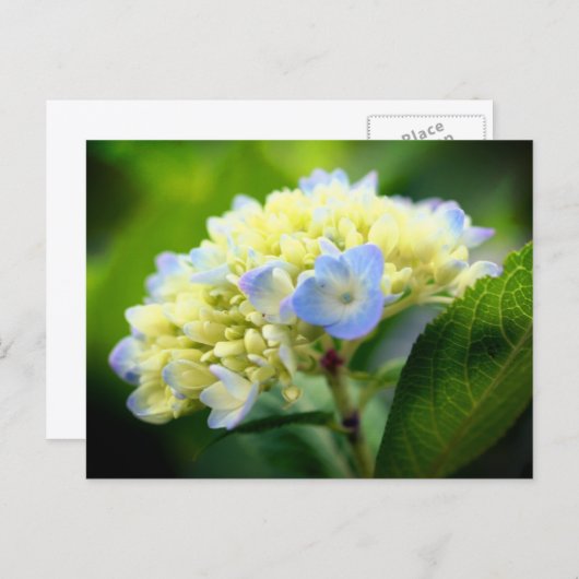 Soft Blue Hydrangea Flower Photography  Postkarte (Vorne/Hinten)