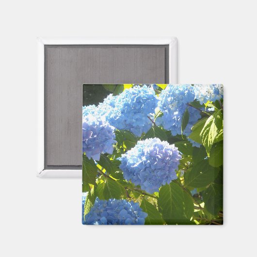 Soft Blue Hydrangea Magnet (Vorderseite/Rückseite)
