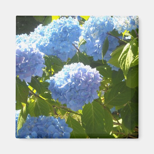 Soft Blue Hydrangea Magnet (Vorne)