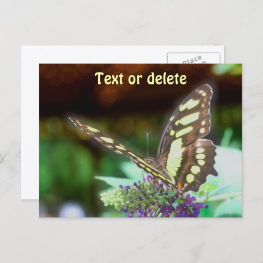 Soft Butterfly On Flower Nature Photo Personalized Postkarte (Vorne/Hinten)