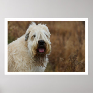Soft-Coated Wheaten Terrier Poster