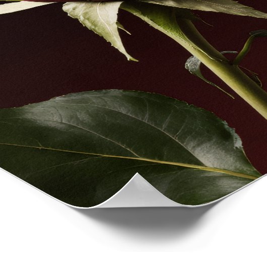 "Soft doch Dangerous" Minimalistische Wall Art Poster (Ecke)