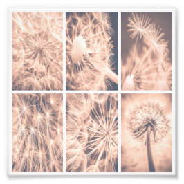 Soft Fairytale Pink Dandelion Blowball Square Fotodruck
