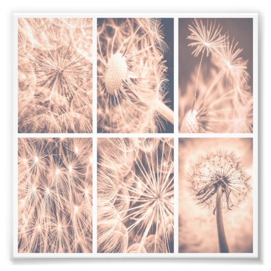 Soft Fairytale Pink Dandelion Blowball Square Fotodruck (Vorne)