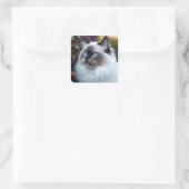 Soft & Fluffy Ragdoll Cat Sticker (Tasche)