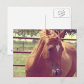 Soft Focus Scotch Postkarte (Vorne/Hinten)