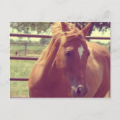 Soft Focus Scotch Postkarte (Vorderseite)