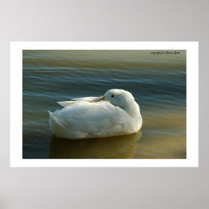 Soft in White Poster