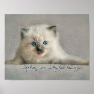 Soft kitty, Ragdoll kitten Poster