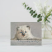 Soft kitty, ragdoll Postkarte (Stehend Vorderseite)