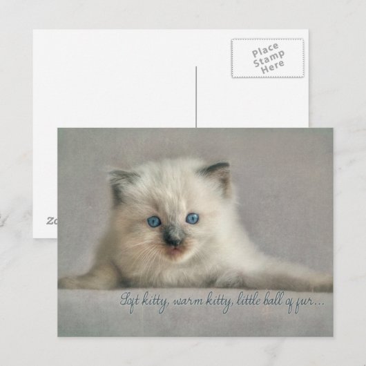 Soft kitty, ragdoll Postkarte (Vorne/Hinten)