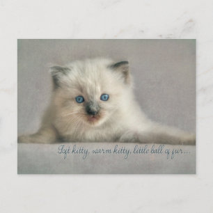 Soft kitty, ragdoll Postkarte