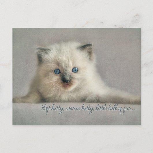 Soft kitty, ragdoll Postkarte (Vorderseite)