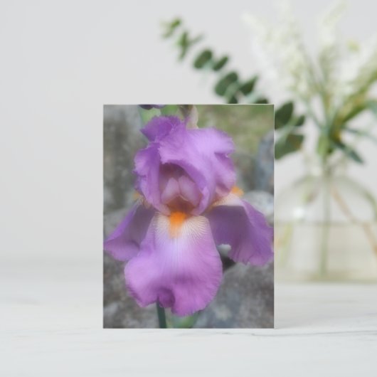 Soft Lavender Bearded Iris Blume Postkarte (Stehend Vorderseite)