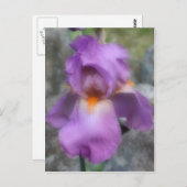 Soft Lavender Bearded Iris Blume Postkarte (Vorne/Hinten)