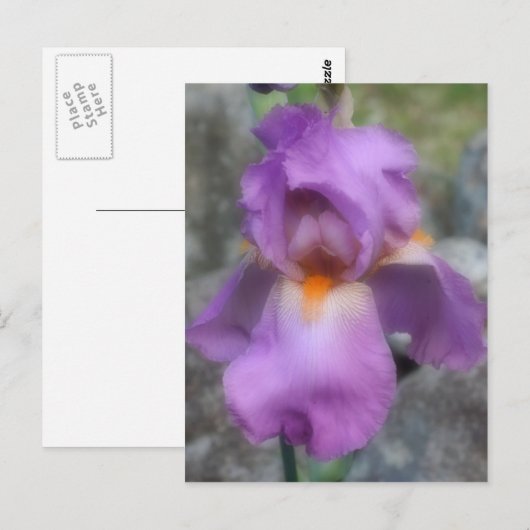 Soft Lavender Bearded Iris Blume Postkarte (Vorne/Hinten)