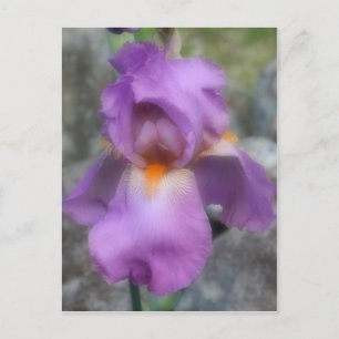 Soft Lavender Bearded Iris Blume Postkarte