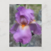 Soft Lavender Bearded Iris Blume Postkarte (Vorderseite)