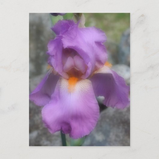 Soft Lavender Bearded Iris Blume Postkarte (Vorderseite)