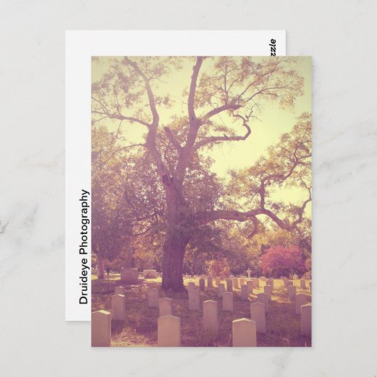 Soft Light Graveyard Postkarte (Vorne/Hinten)