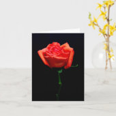 Soft Orange Rose Karte (Gelbe Blume)